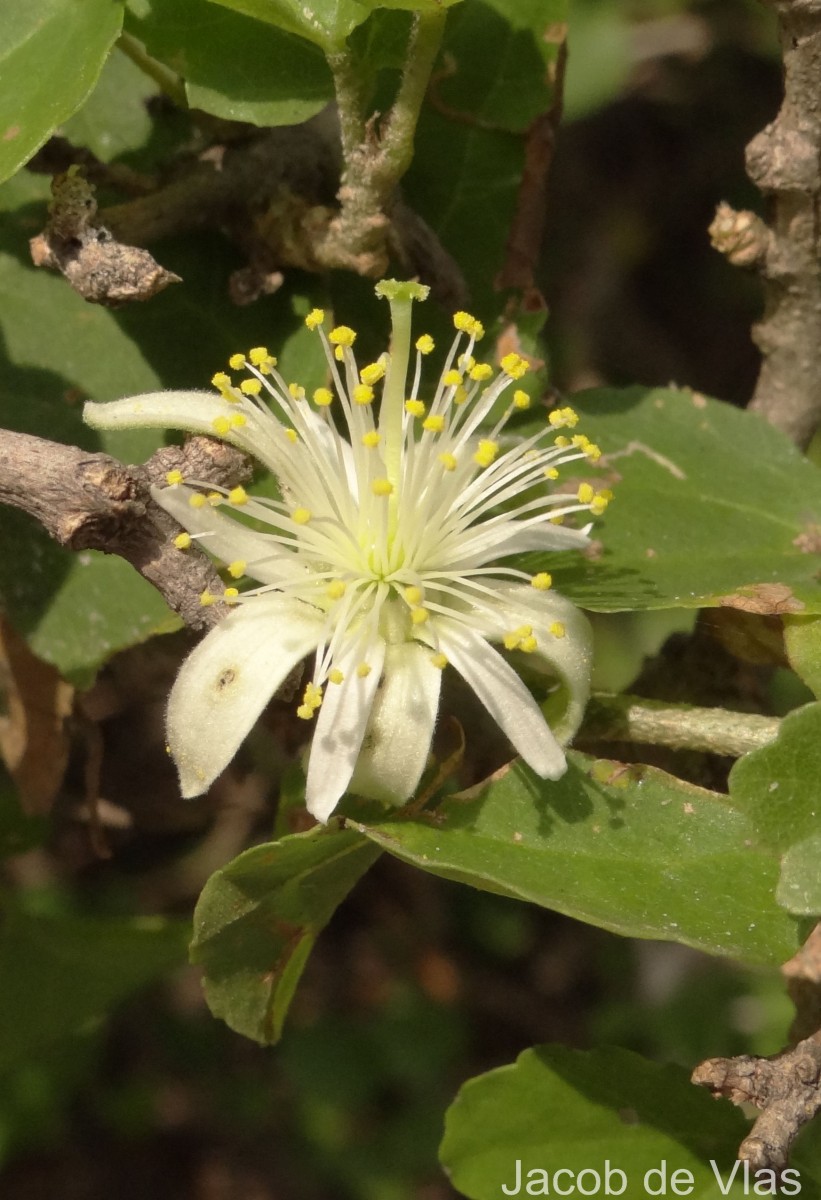 Grewia tenax (Forssk.) Fiori